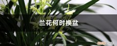 兰花何时换盆后修养多久 兰花何时换盆