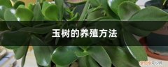 玉树的养殖方法和注意事项玉树开花吗 玉树的养殖方法