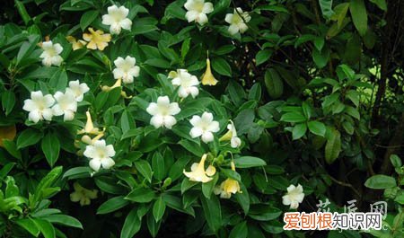 非洲茉莉是什么季节开的花 非洲茉莉花期是什么时候