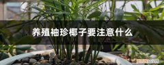 袖珍椰子种植方法和注意事项 养殖袖珍椰子要注意什么