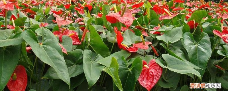 家养火鹤花好不好 如何养火鹤
