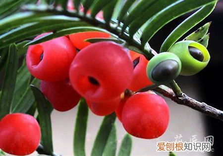 红豆杉养护方法 红豆杉养护的五大养护要点