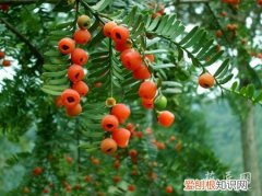 南方红豆杉的养殖方法和注意事项有哪些 南方红豆杉的养殖方法和注意事项