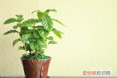 咖啡树苗生长环境 盆栽咖啡树的养殖方法及其注意事项