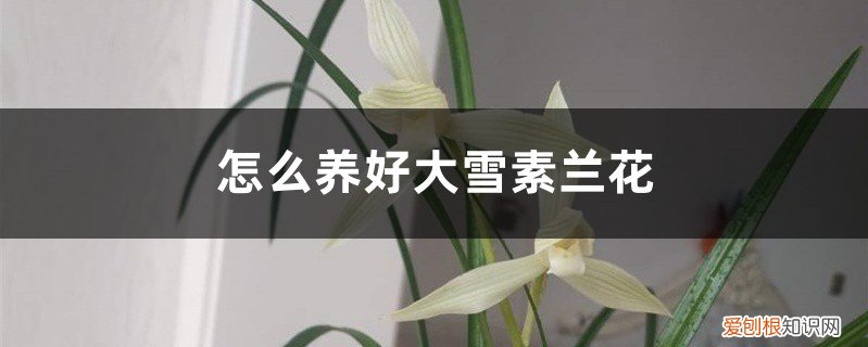 大雪素兰花的种植方法 怎么养好大雪素兰花