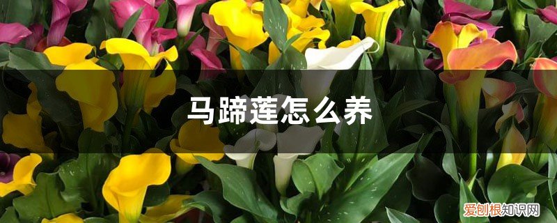 马蹄莲怎么养在水中 马蹄莲怎么养