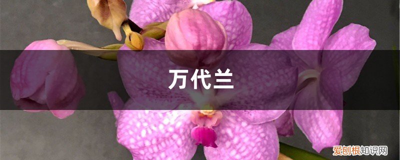 万代兰怎么种植,养殖的注意事项有哪些 万代兰怎么种植，养殖的注意事项有哪些