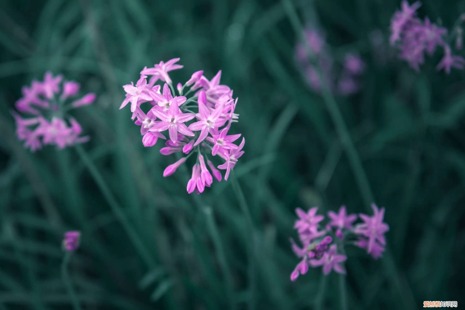 紫娇花的养殖方法和注意事项枯叶需要修剪 紫娇花的养殖方法和注意事项