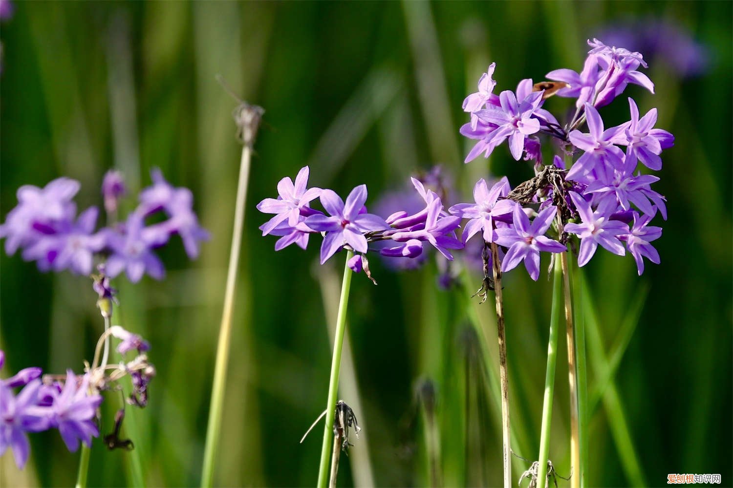 紫娇花的养殖方法和注意事项枯叶需要修剪 紫娇花的养殖方法和注意事项