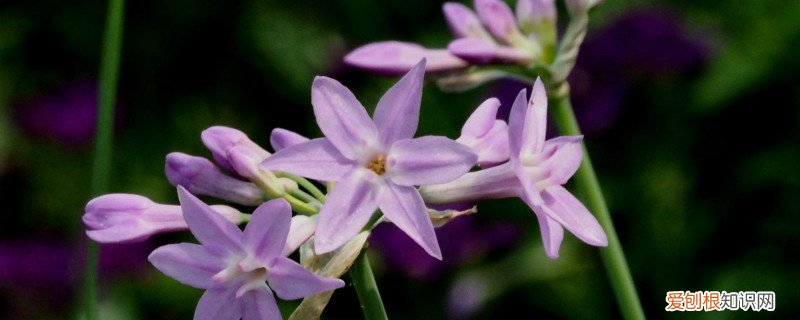 紫娇花的养殖方法和注意事项枯叶需要修剪 紫娇花的养殖方法和注意事项