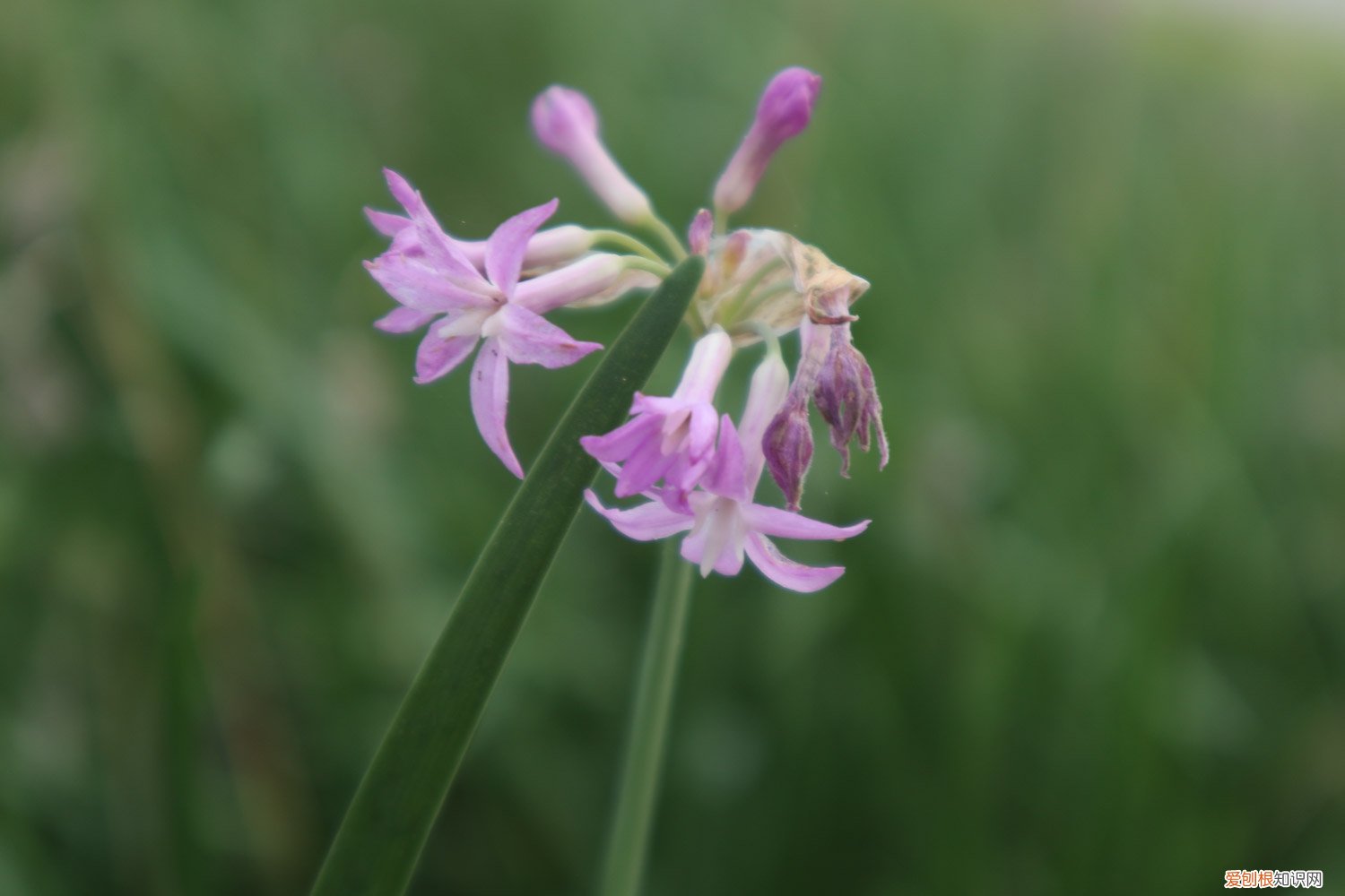 紫娇花的养殖方法和注意事项枯叶需要修剪 紫娇花的养殖方法和注意事项