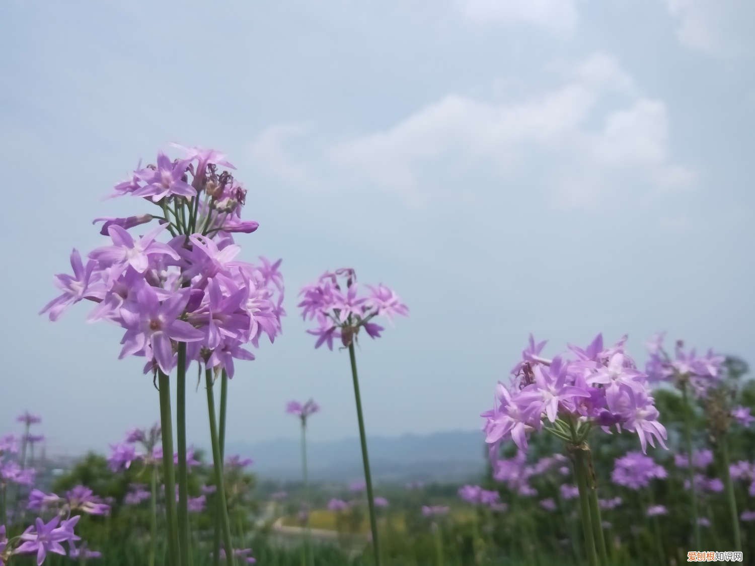 紫娇花的养殖方法和注意事项枯叶需要修剪 紫娇花的养殖方法和注意事项