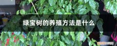 绿宝石树的养殖方法 绿宝树的养殖方法是什么