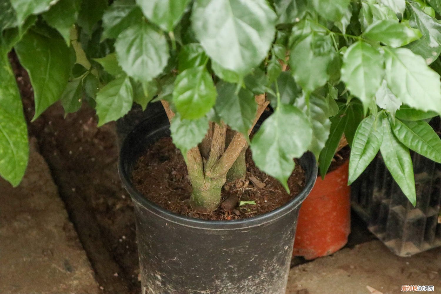 绿宝石树的养殖方法 绿宝树的养殖方法是什么