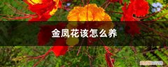 金凤花该怎么养护 金凤花该怎么养