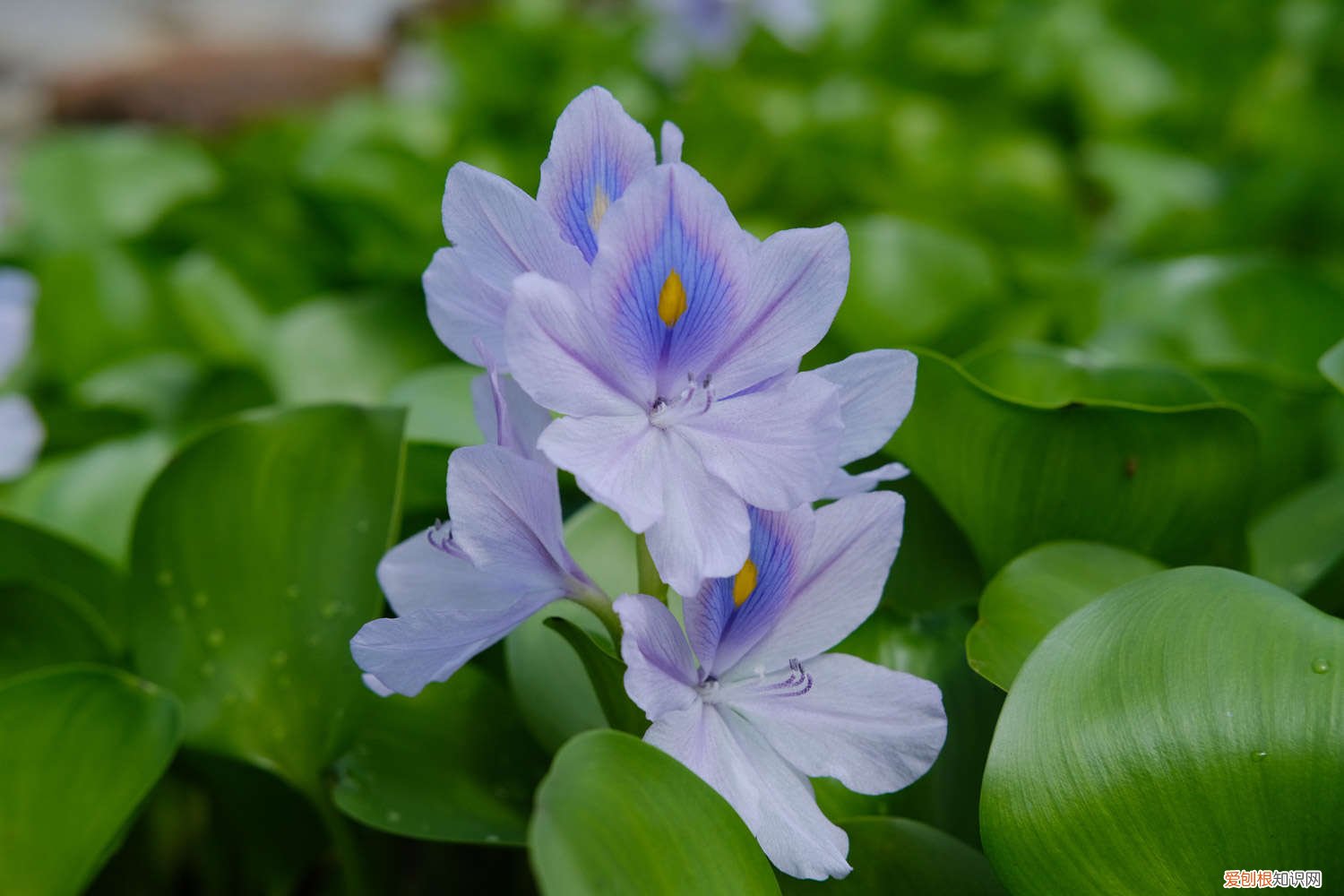 凤眼蓝怎么养殖 凤眼蓝的养殖方法和注意事项