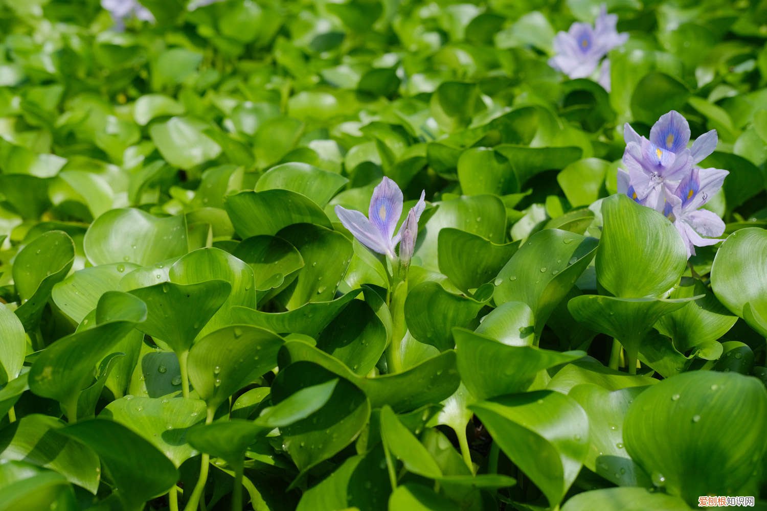 凤眼蓝怎么养殖 凤眼蓝的养殖方法和注意事项