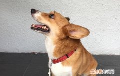 柯基肚子上有红点怎么回事 柯基肚子上有红点