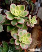 艳日辉的养殖方法和施肥 艳日辉的养殖方法