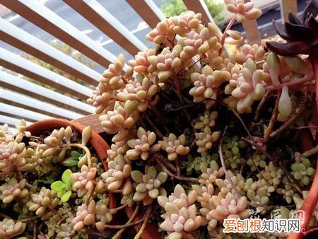 丸叶姬秋丽的养殖方法 丸叶姬秋丽该如何养殖呢