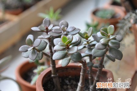 姬花月怎么养 姬花月的养殖方法