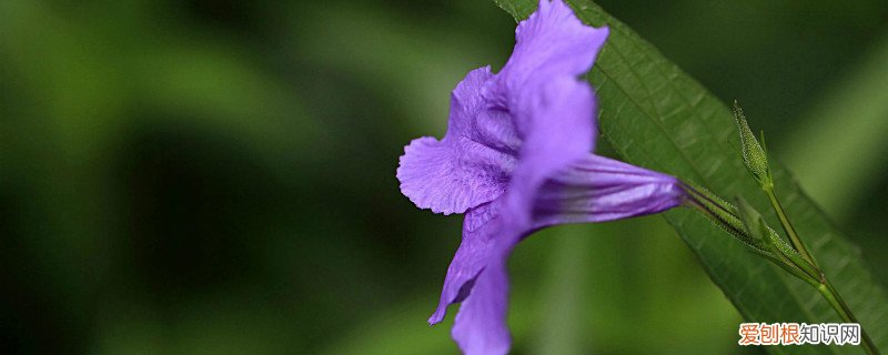 翠芦莉养殖方法和注意事项 翠芦莉怎么养