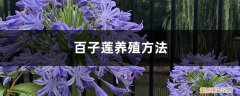 百子莲养殖方法和技术 百子莲养殖方法