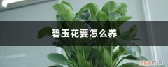 碧玉花怎么养可以发好多芽 碧玉花要怎么养