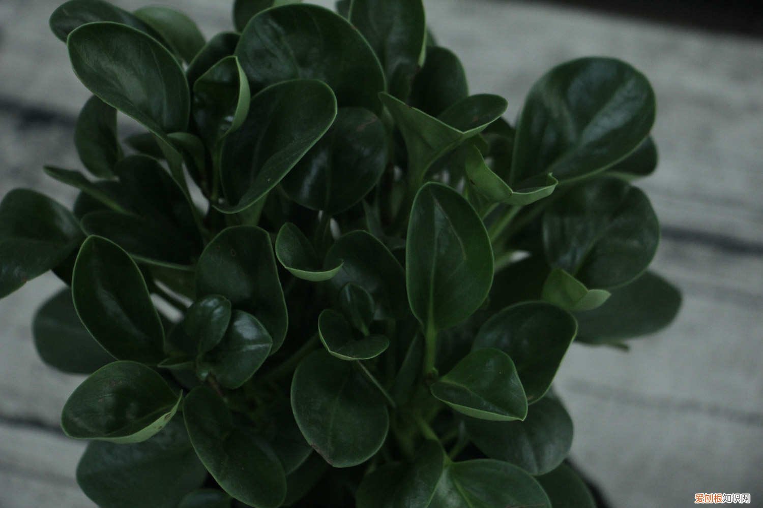 碧玉花怎么养可以发好多芽 碧玉花要怎么养