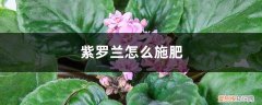 紫罗兰施什么肥 紫罗兰怎么施肥