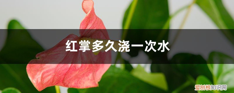 红掌多久浇一次水好 红掌多久浇一次水