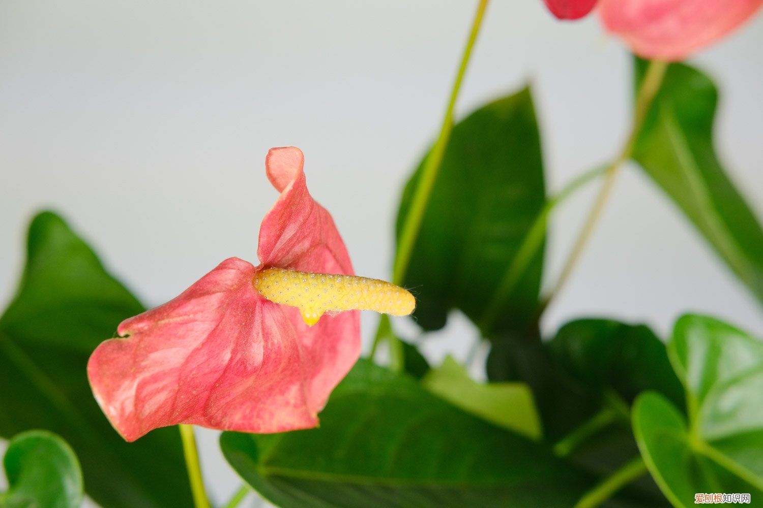 红掌多久浇一次水好 红掌多久浇一次水