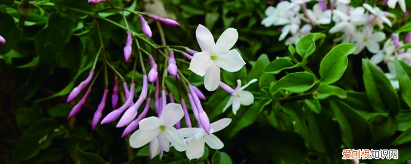 素馨花怎么种植视频 素馨花怎么种