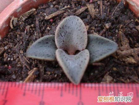 如何才能养殖好京鹿之子鱼 如何才能养殖好京鹿之子