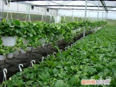 如何修剪绿萝才会好看视频 如何修剪绿萝才会好看