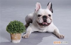 法斗可以一直关笼子吗 法斗不建议一直关笼子