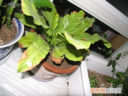 鸟巢蕨叶子黄了怎么办 鸟巢蕨叶子发黄应该怎么办？