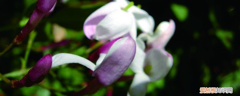 素馨花怎么养,素馨花的养殖方法 素馨花怎么养