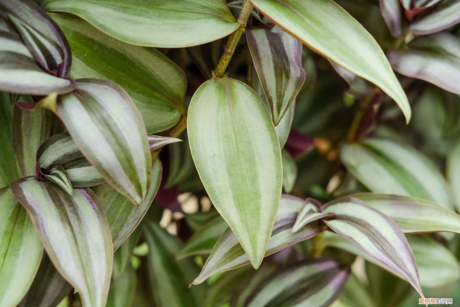 吊竹梅要怎么养才好养活 吊竹梅要怎么养才好