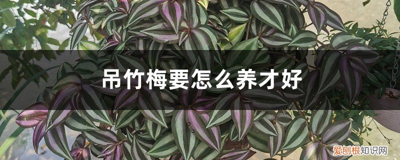 吊竹梅要怎么养才好养活 吊竹梅要怎么养才好