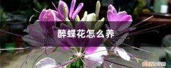 醉蝶花养护应注意什么 醉蝶花怎么养