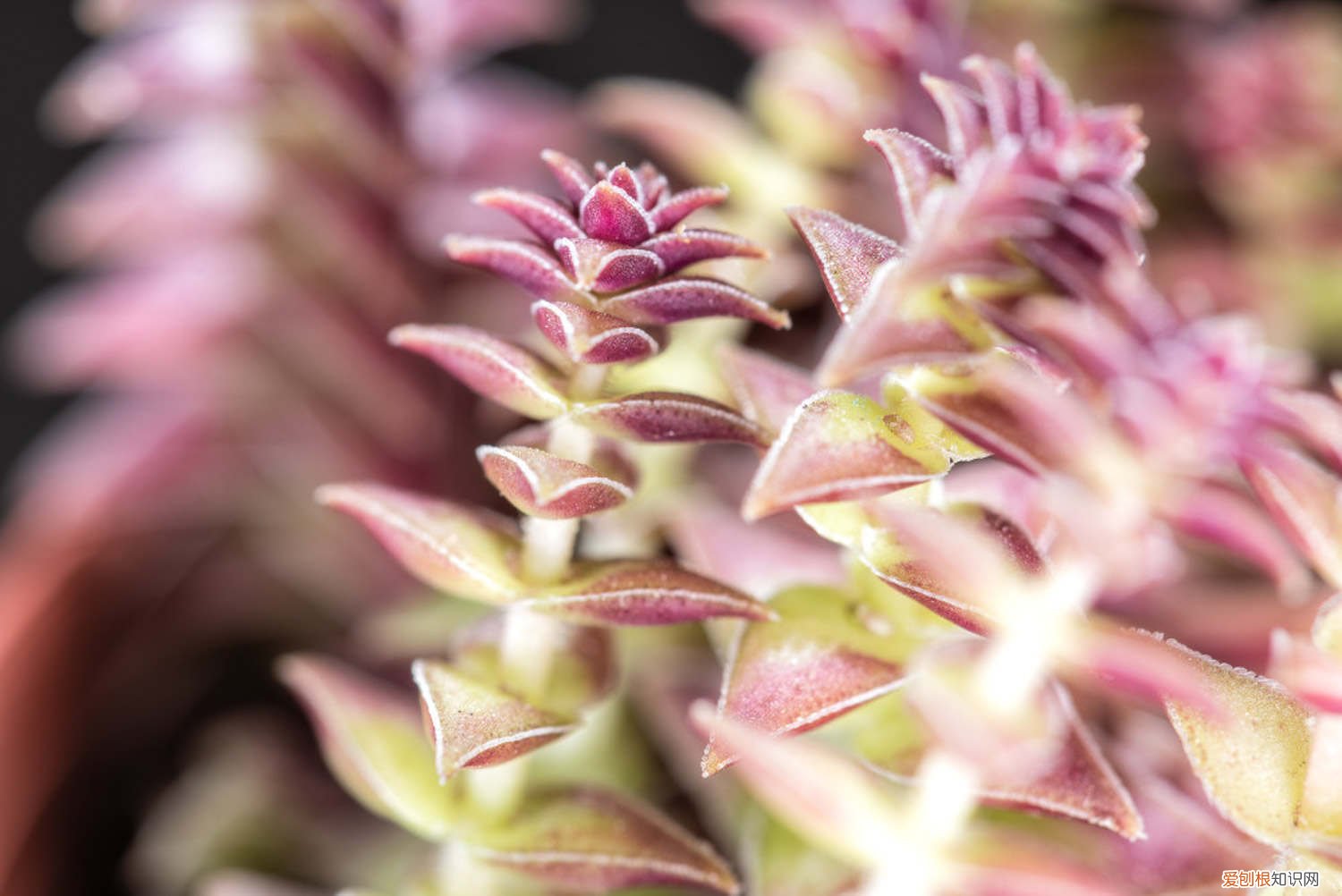 茜子塔怎么养 茜之塔怎么养