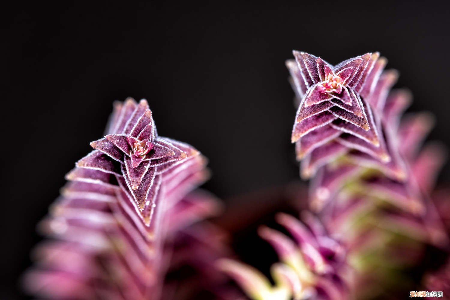 茜子塔怎么养 茜之塔怎么养