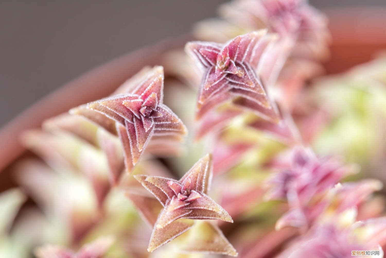 茜子塔怎么养 茜之塔怎么养