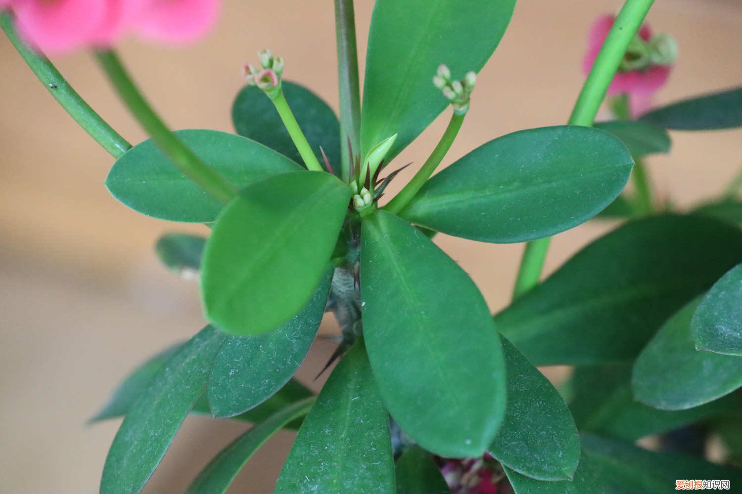 虎刺梅怎么养冬天可以浇水吗 虎刺梅怎么养