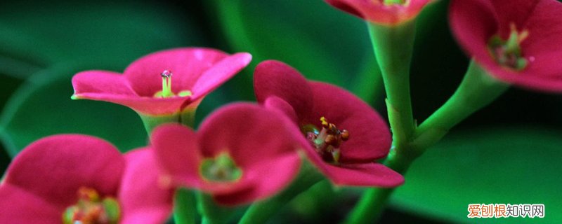 虎刺梅怎么养冬天可以浇水吗 虎刺梅怎么养