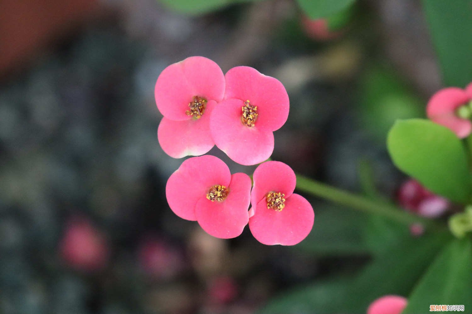 虎刺梅怎么养冬天可以浇水吗 虎刺梅怎么养