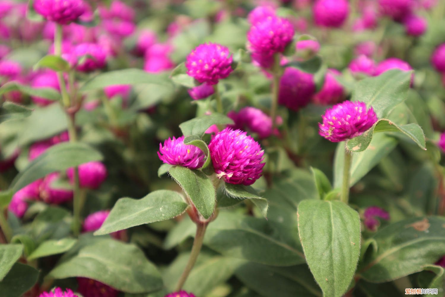 千日红的养殖方法和注意事项 千日红怎么养