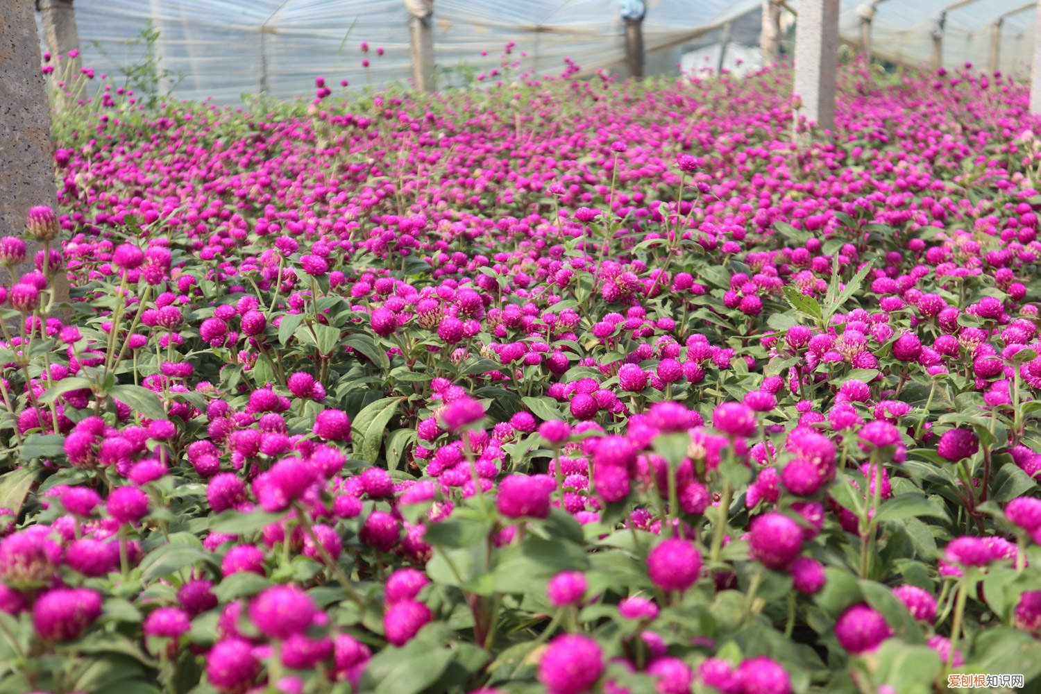 千日红的养殖方法和注意事项 千日红怎么养