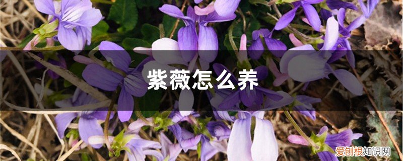 紫薇怎么养开花 紫薇怎么养